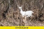 Wildlife